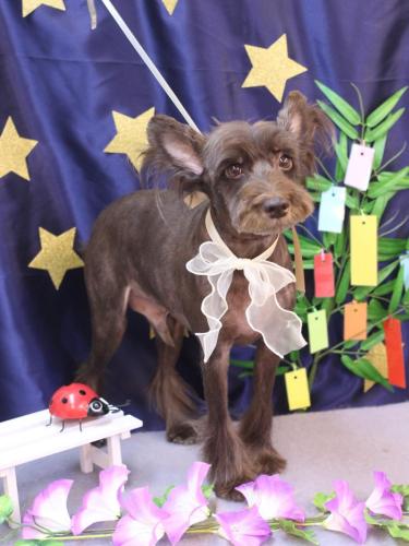 20230702コットンくん